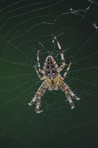 Close-up of spider on web