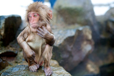 Portrait of monkey sitting on rock