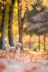 Maltipoo in autumn