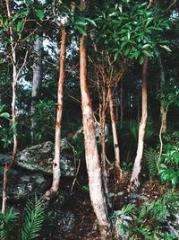 Trees growing in forest