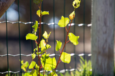 Close-up of plant growing outdoors