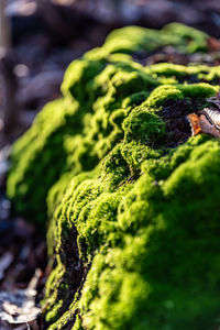 Close-up of moss growing on rock