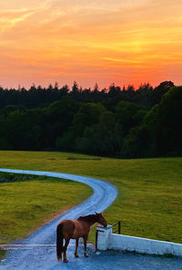 Horse on field against sky during sunset