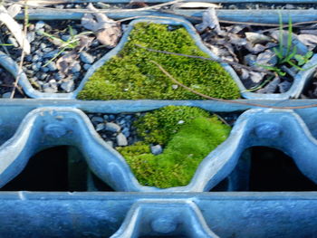Close-up of plant