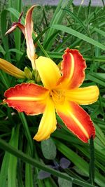 Close-up of day lily