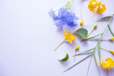 Close-up of flowers over white background