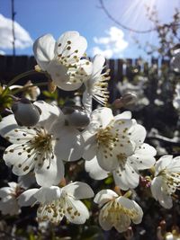 Close-up of white cherry blossoms against sky