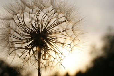 Close-up of dandelion against sky