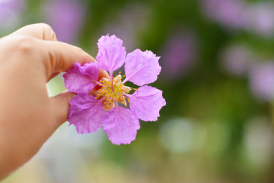 Close-up of hand holding purple flower