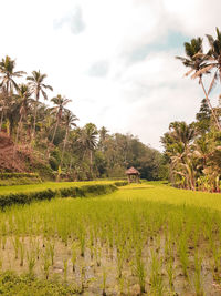 Scenic view of rice field against sky