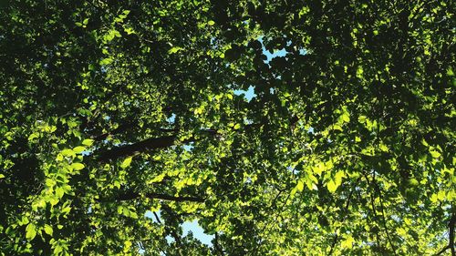 Low angle view of trees in forest