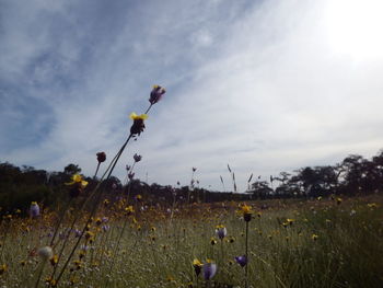 Yellow flowers on field against sky