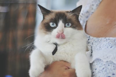 Portrait of cat
