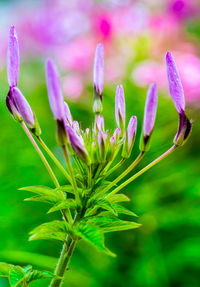 Close-up of pink flowering plant