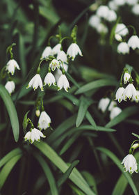 Close-up of white flowering plant