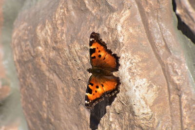 Close-up of butterfly on tree trunk