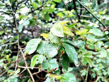 Close-up of leaves