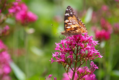 Close-up of butterfly pollinating on pink flower