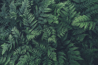 Ferns