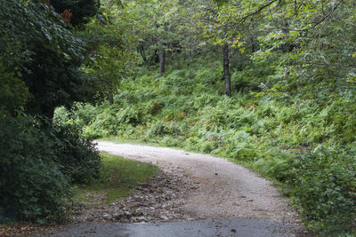 Dirt road amidst trees in forest