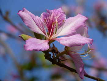 Close-up of pink flower