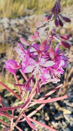 Close-up of pink flowers