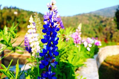 Close-up of purple flowers blooming in field
