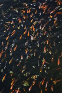 High angle view of koi carps swimming in water