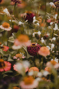 Close-up of flowering plant on field