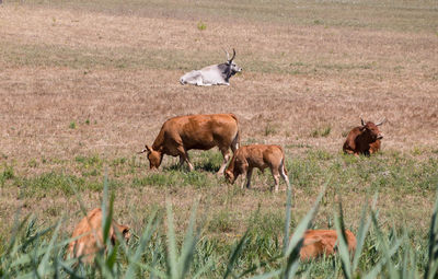 Horses in a field