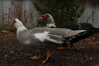 Close-up of bird