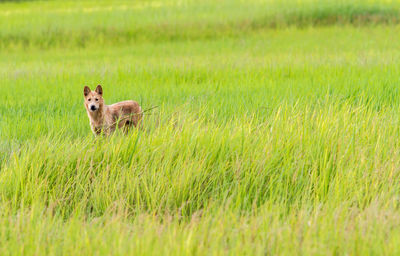 Portrait of sheep on field