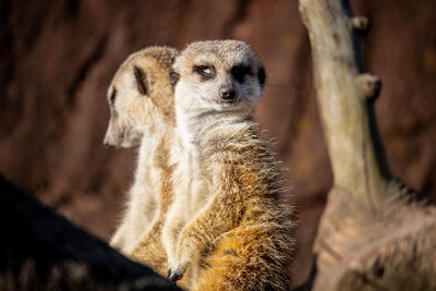 Close-up of meerkat 