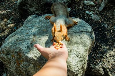 High angle view of human hand on rock