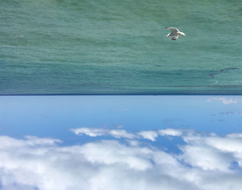 Swan flying over sea against sky