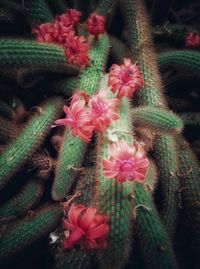 High angle view of pink flowering plant