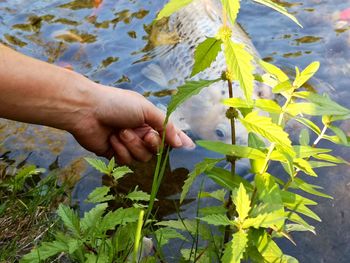 Midsection of person touching plant