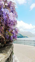 Pink flowers growing on tree