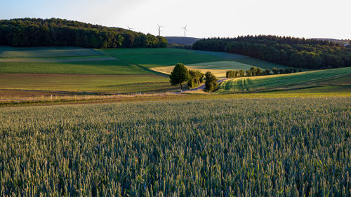 Scenic view of agricultural field against sky in rural landscape in taubertal, germany