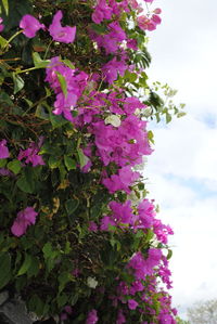 Close-up of pink flowering plant