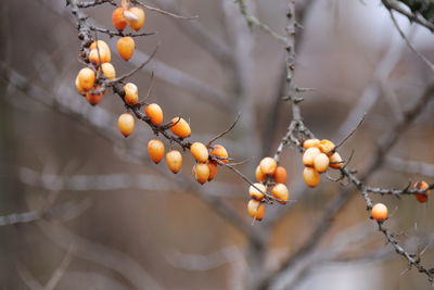Close-up of berries growing on tree