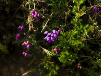 Close-up of purple flowers blooming outdoors