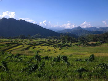 Scenic view of agricultural field against sky