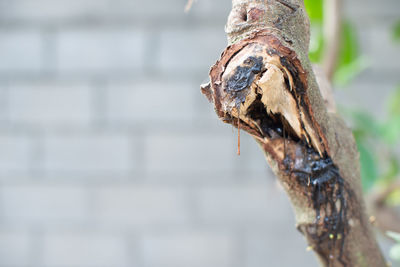 Close-up of lizard on tree trunk