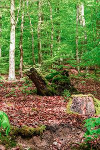 Trees in forest