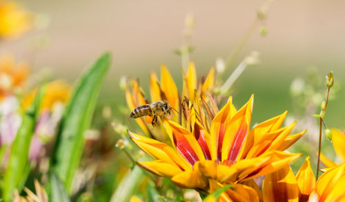 Close-up of bee pollinating on flower