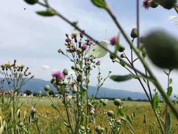 Close-up of flowering plants on field against sky