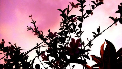 Low angle view of silhouette flowers against clear sky