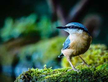 Close-up of bird perching on a plant