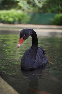 Black swan swimming in lake